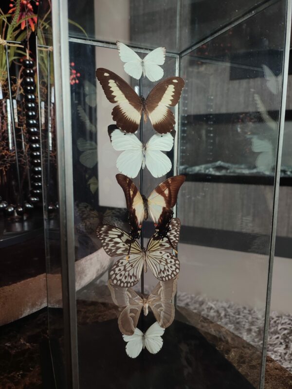 woonaccessoire vlinders 3